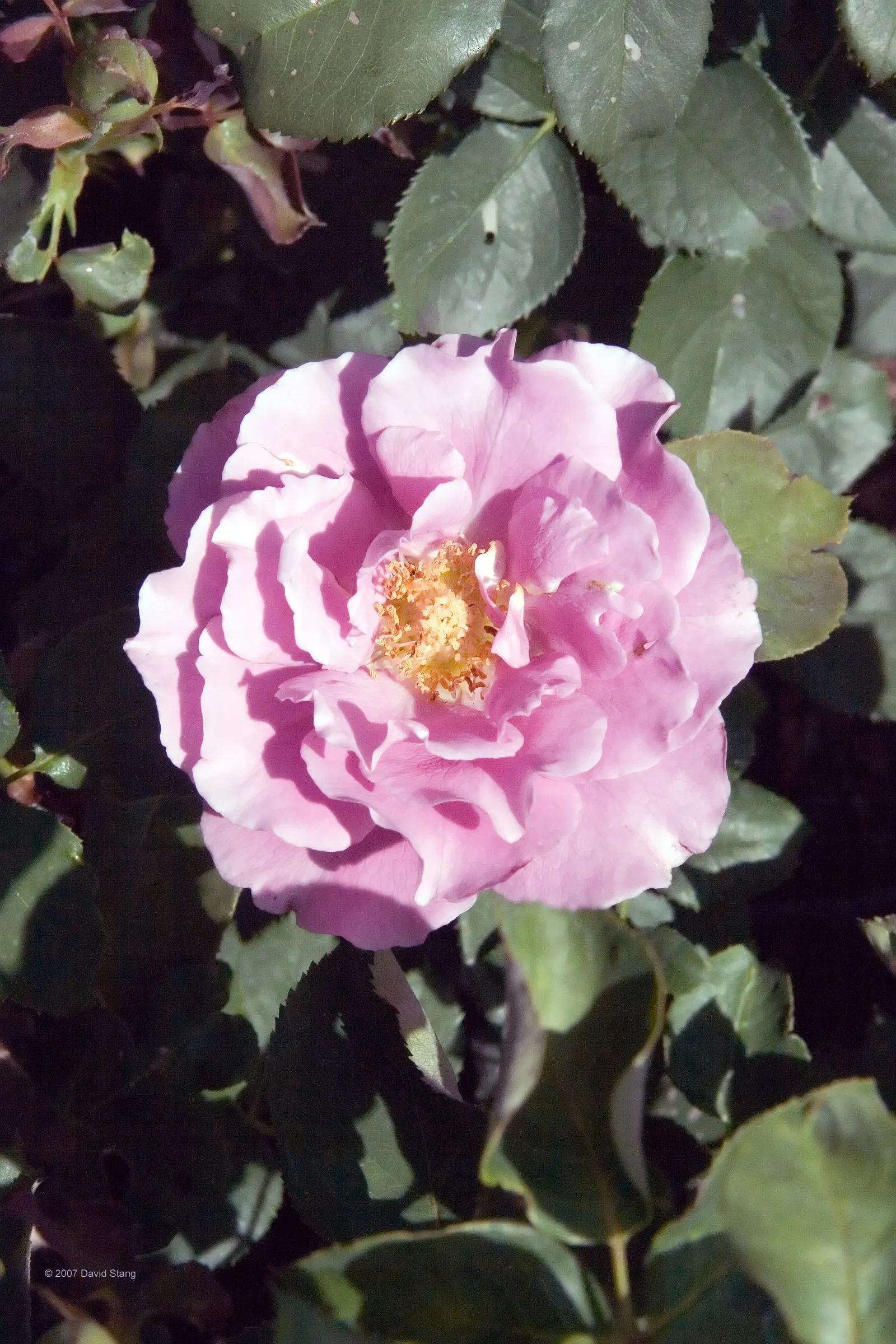 Angel Face Garden Rose (Rosa 'Angel Face') — The Angel Face rose thrives in USDA Hardiness Zones 5 through 9