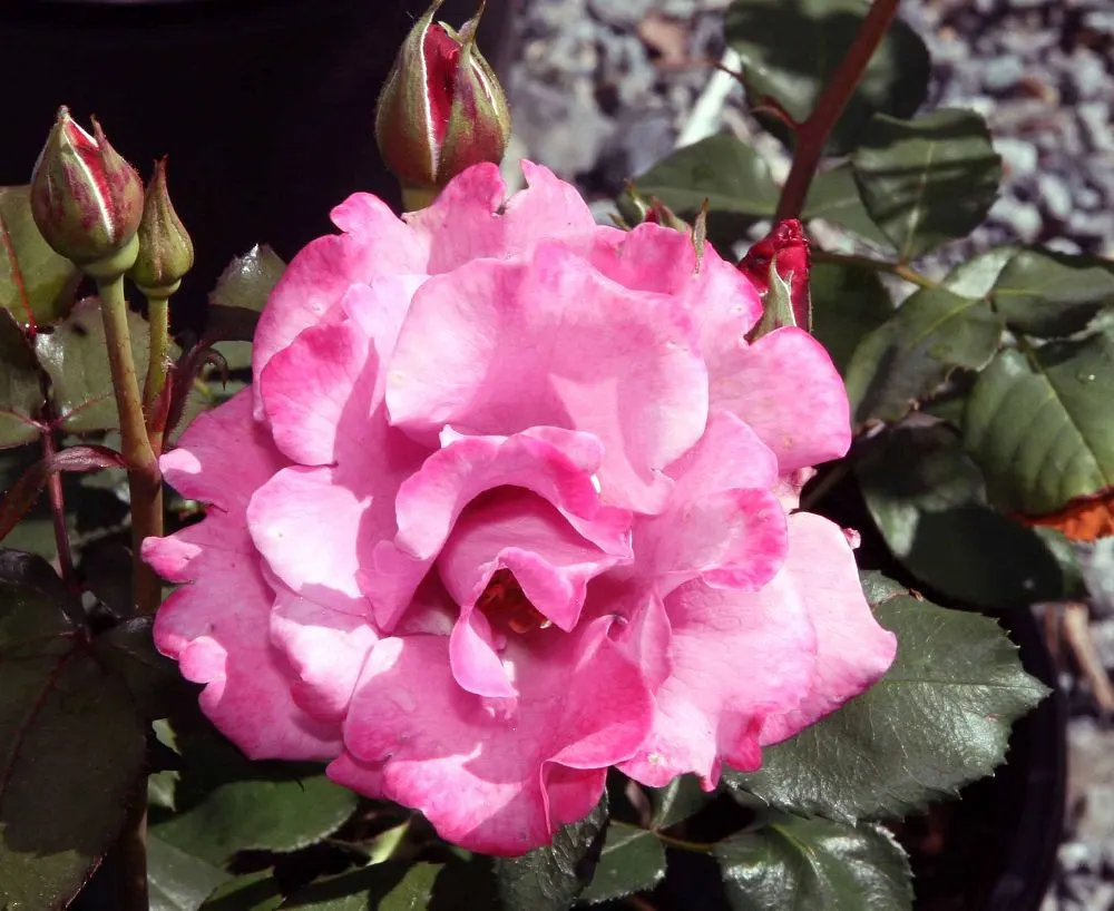 Angel Face Garden Rose (Rosa 'Angel Face') — it is recommended to plant the Angel Face rose in full sun