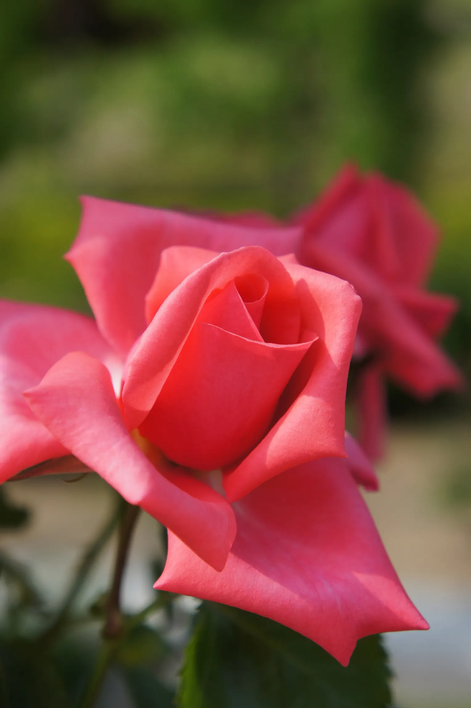 Angel Face Garden Rose (Rosa 'Angel Face') — This compact shrub reaches about 2 to 3 feet in height and spread, thriving in USDA zones 5 through 9