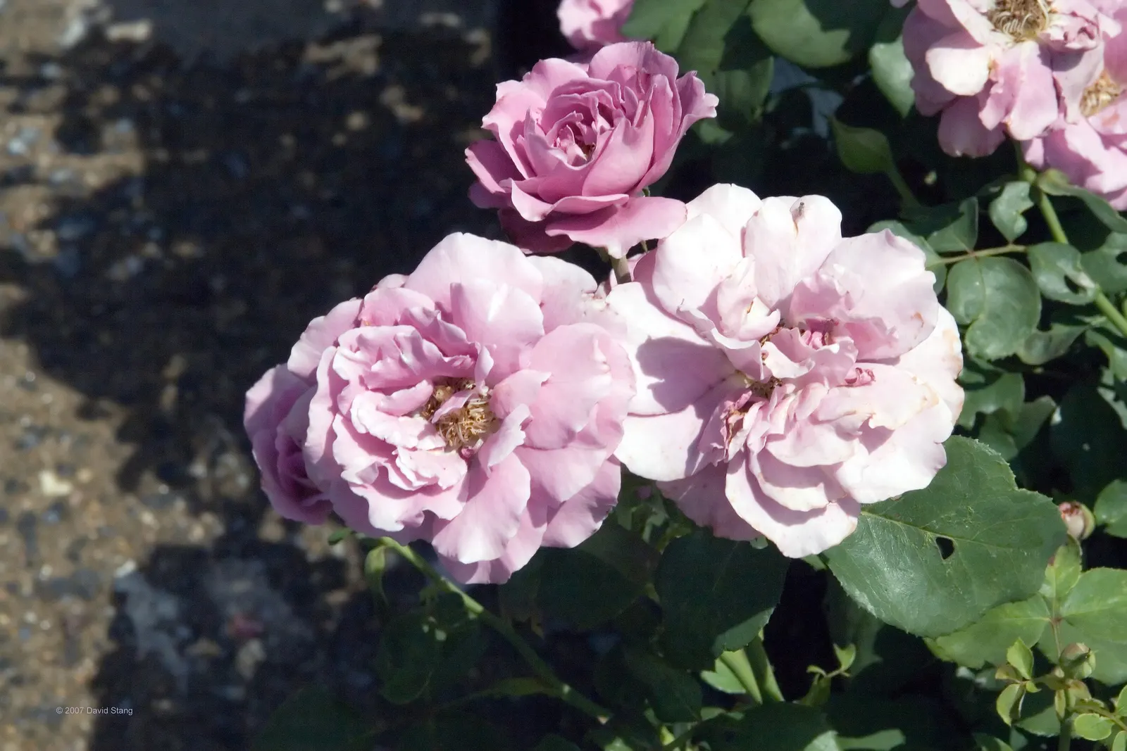 Angel Face Garden Rose (Rosa 'Angel Face') — which can imbue an entire garden with its alluring scent