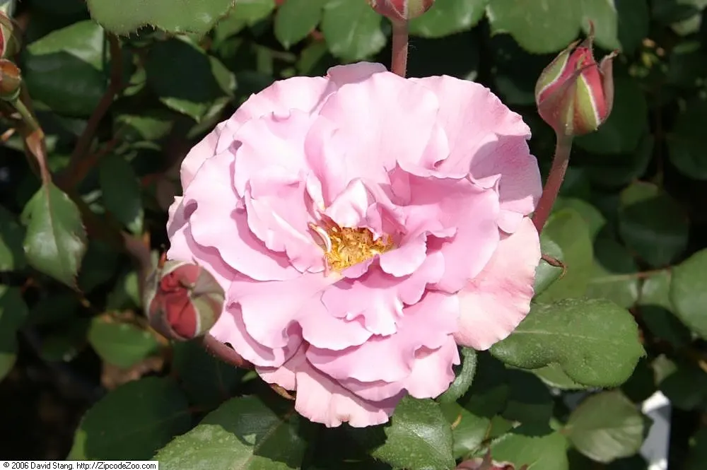 Angel Face Garden Rose (Rosa 'Angel Face') — Rosa 'Angel Face' is a captivating floribunda rose with ruffled lavender blooms possessing a strong