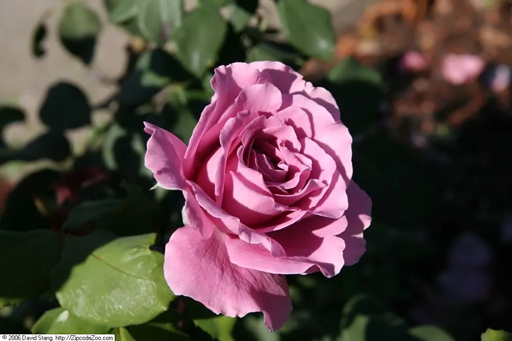 Angel Face Garden Rose (Rosa 'Angel Face') — Ideal for borders and aromatic garden focal points