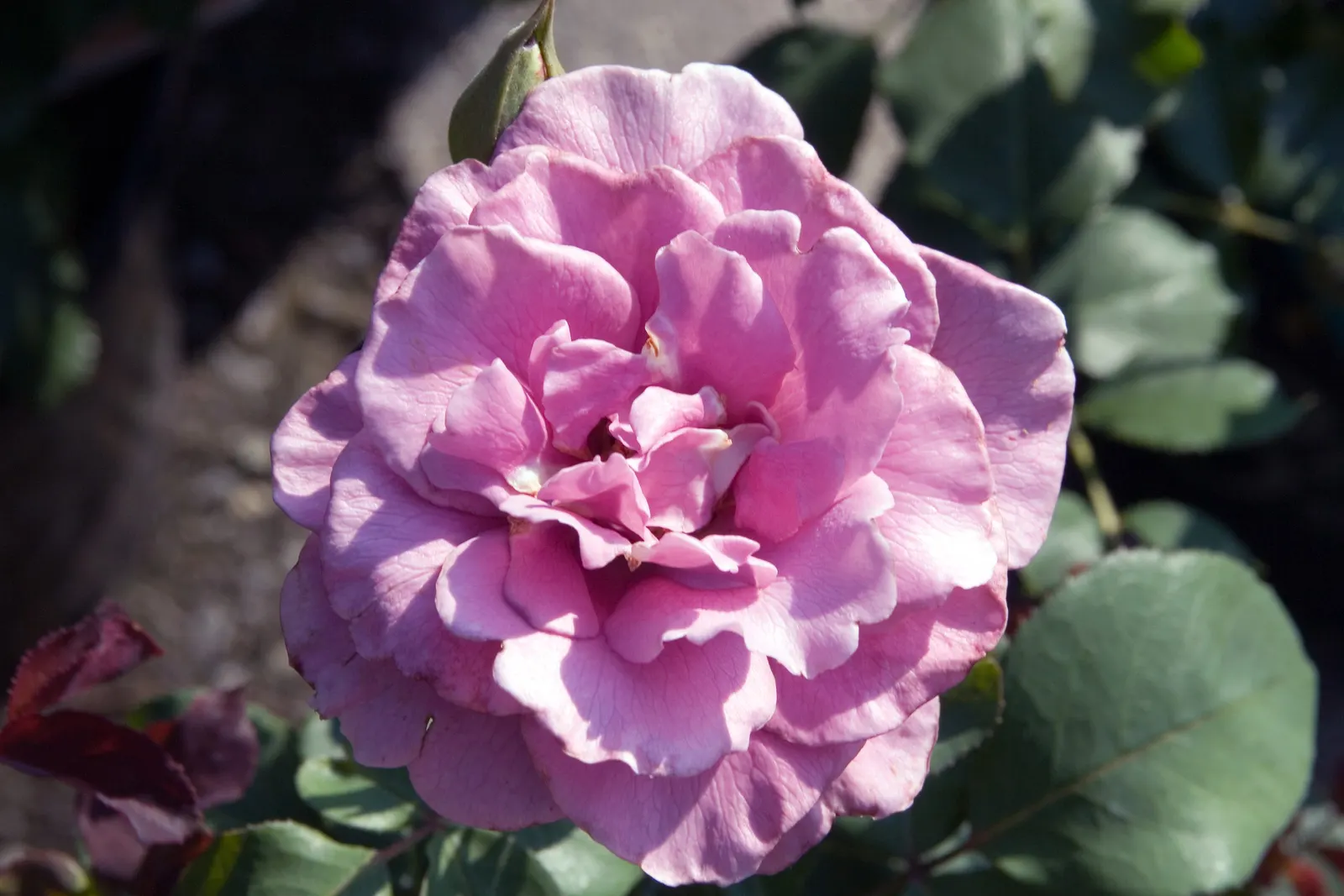 Angel Face Garden Rose (Rosa 'Angel Face') — from late spring until frost.<br><br>For optimal growth