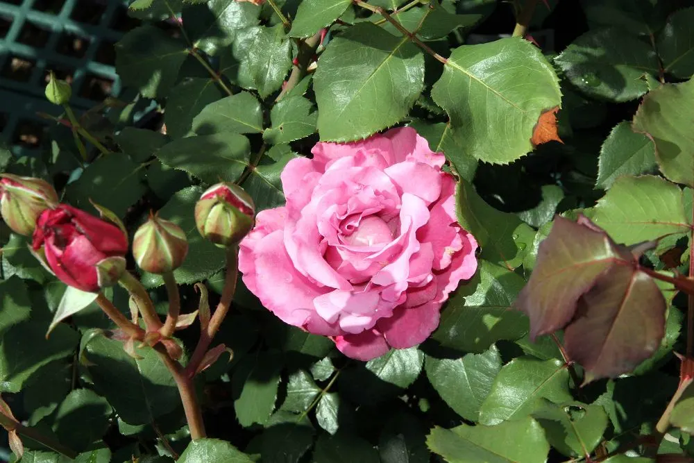 Angel Face Garden Rose (Rosa 'Angel Face') — or even as a stand-alone specimen