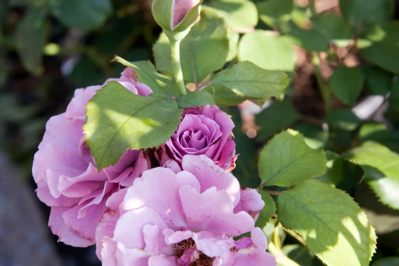 Angel Face Garden Rose (Rosa 'Angel Face') — earning it its celestial moniker