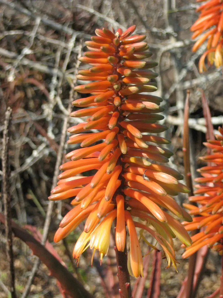 Starfish Aloe (Aloe Cameronii) — shrub / succulent for full or half