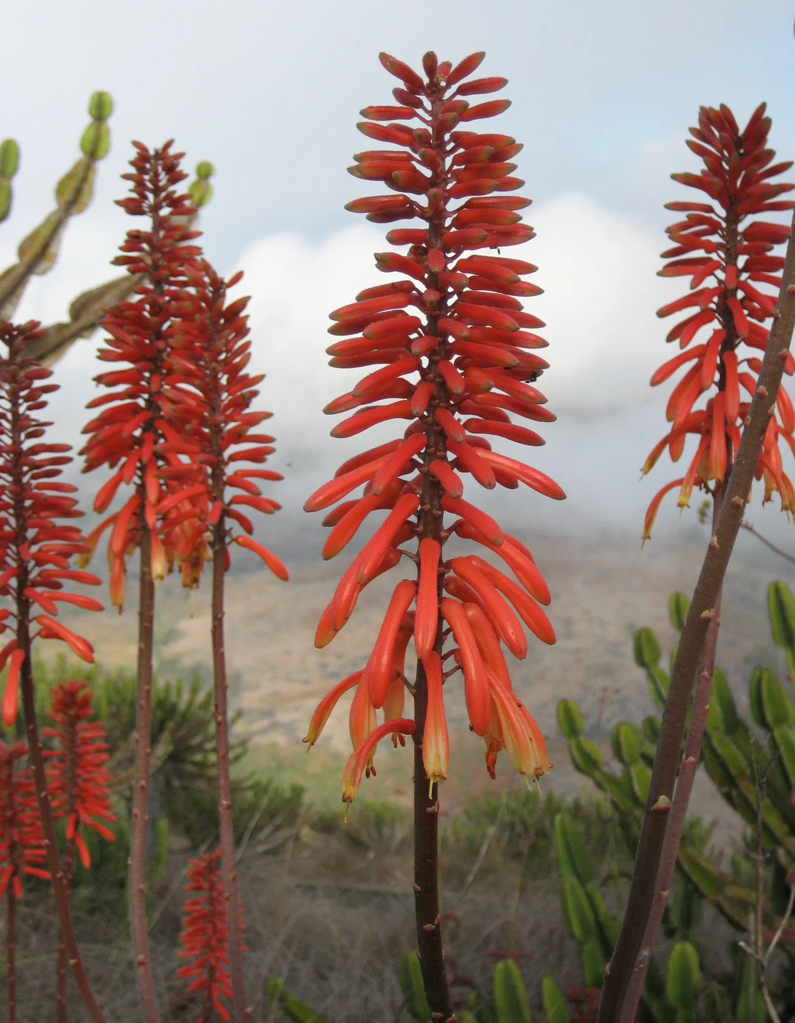 Starfish Aloe (Aloe Cameronii) — blooming with orange-red flowers in cooler months