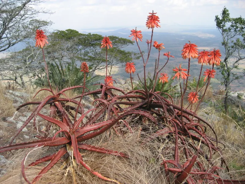 Starfish Aloe (Aloe Cameronii) — This drought-tolerant perennial is known for its distinctive rosettes of lance-shaped, fleshy leaves