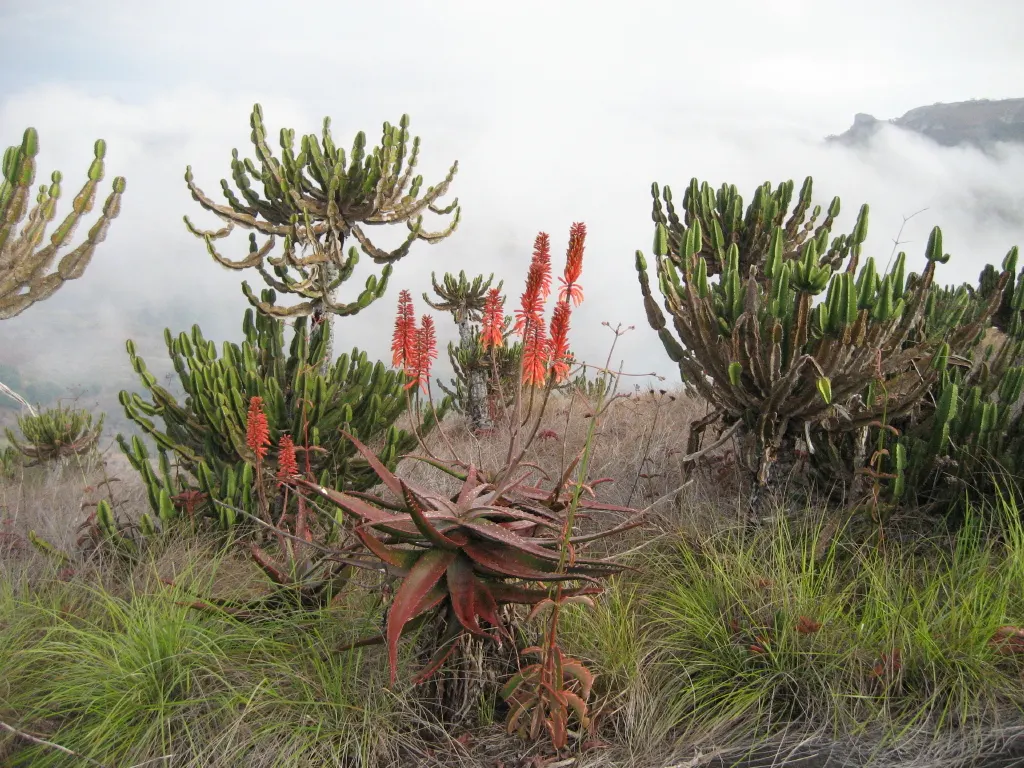 Starfish Aloe (Aloe Cameronii) — For optimal growth, it requires a sunny spot, receiving at least 6 hours of direct sunlight daily