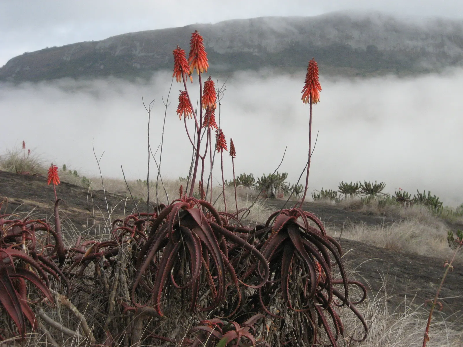 Starfish Aloe (Aloe Cameronii) — which may influence leaf coloration.<br><br>Each winter to early spring