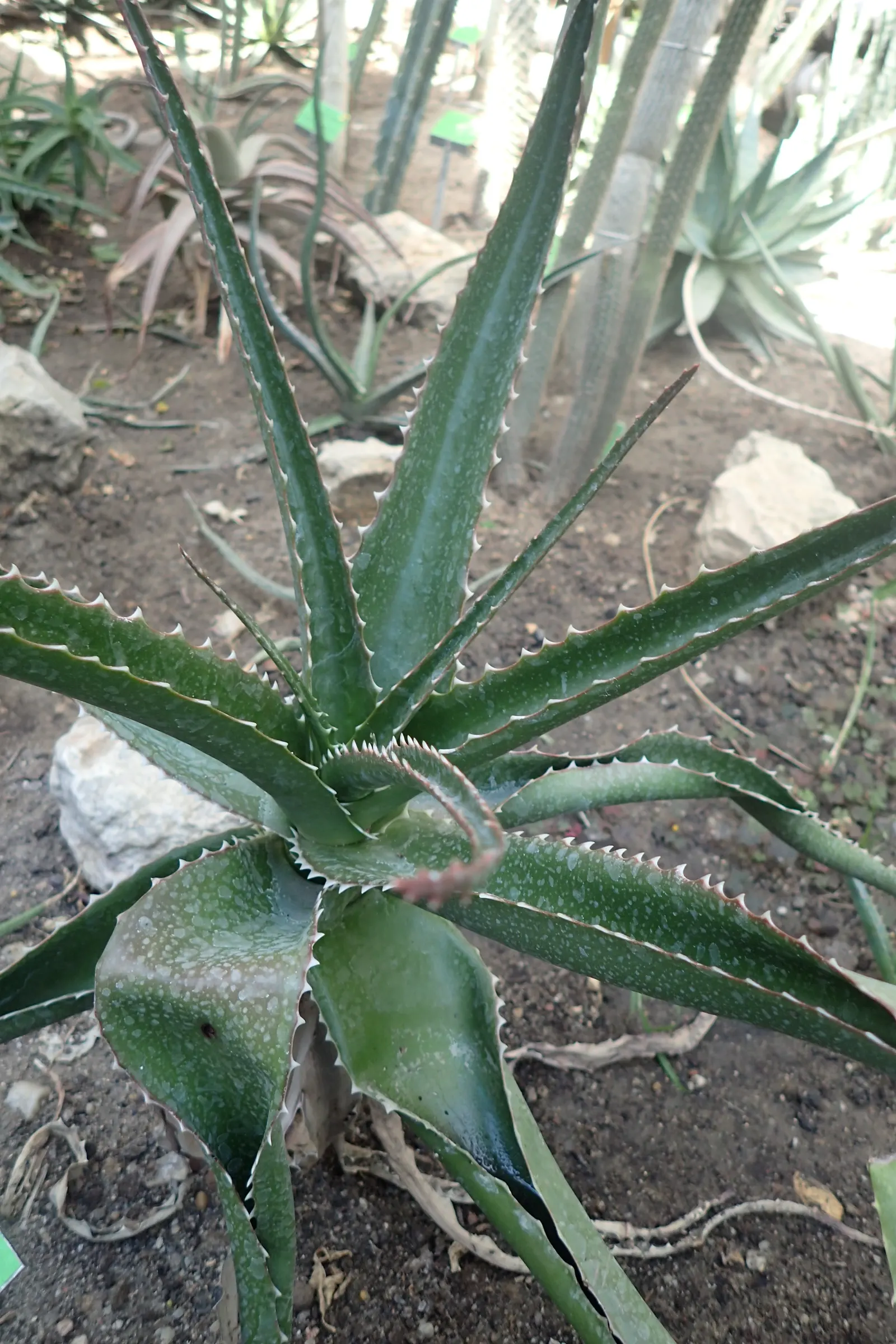 Starfish Aloe (Aloe Cameronii) — Aloe cameronii, or Starfish Aloe, is a striking succulent featuring dense rosettes up to 18 inches in diameter
