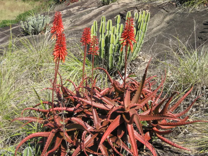 Starfish Aloe (Aloe Cameronii) — This low-maintenance addition brings year-round visual interest and textural contrast to rockeries
