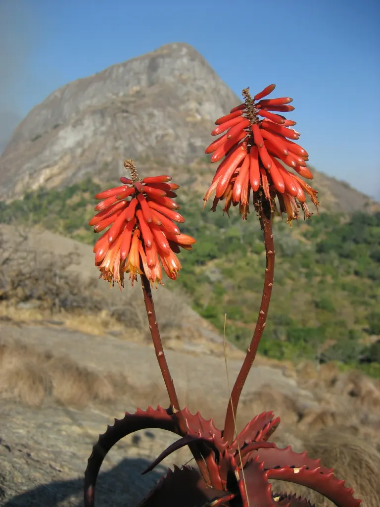 Starfish Aloe (Aloe Cameronii) — orange and yellow flowers in the garden