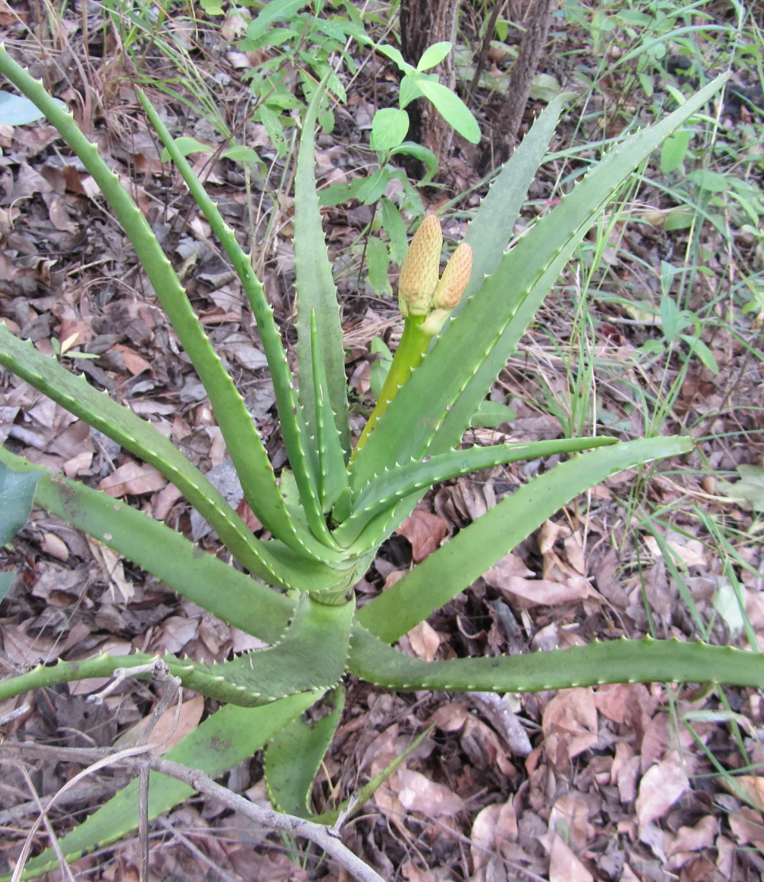 Starfish Aloe (Aloe Cameronii) — Aloe cameronii dazzles with striking