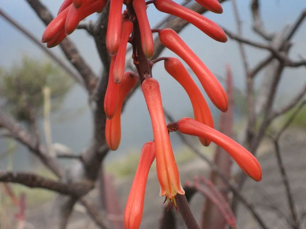 Starfish Aloe (Aloe Cameronii) — Clientele will appreciate its easy care and striking aesthetic contribution to their garden tapestry