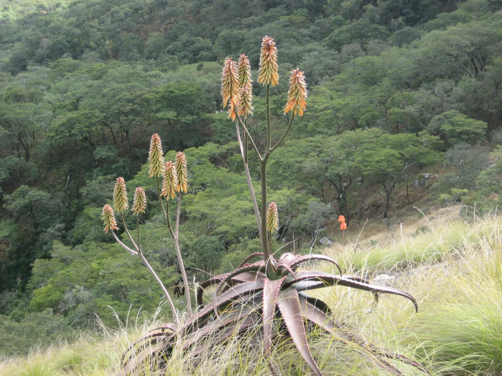 Starfish Aloe (Aloe Cameronii) — allow sufficient space between plants