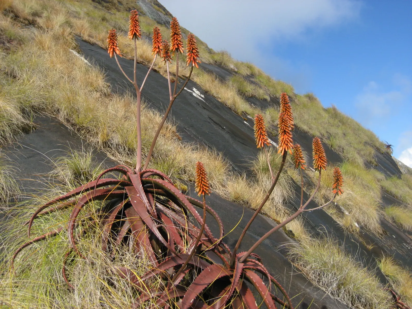 Starfish Aloe (Aloe Cameronii) — it can tolerate partial shade
