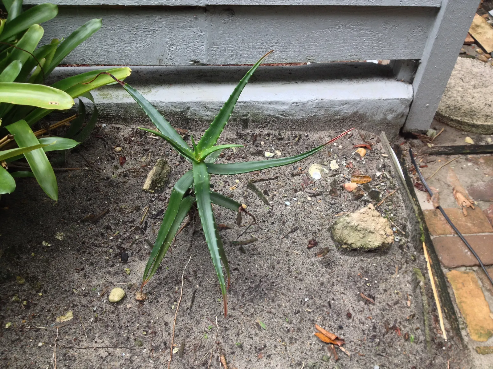 Starfish Aloe (Aloe Cameronii) — Its lanceolate leaves, reaching 12 inches long, showcase a unique red to deep copper hue when stressed