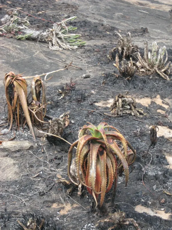 Starfish Aloe (Aloe Cameronii) — coppery-red hue when exposed to full sun and sparing water conditions
