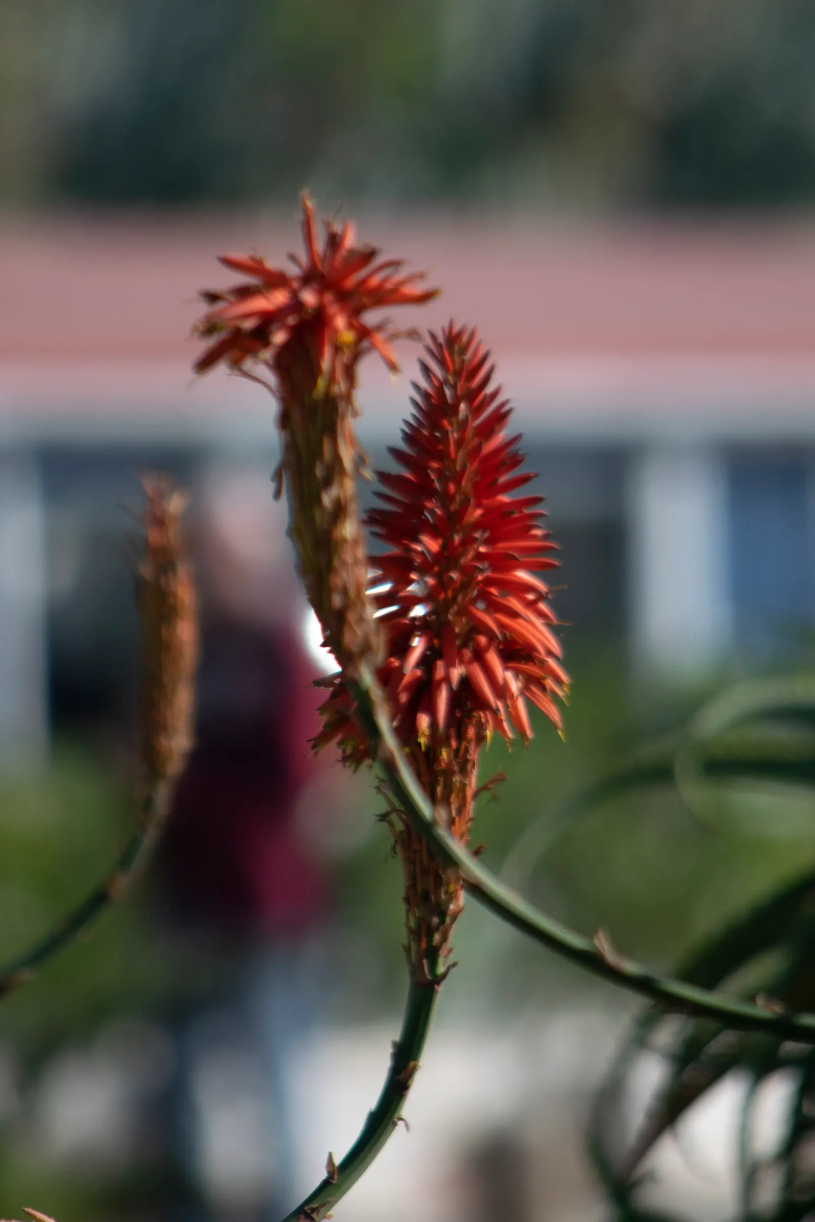 Starfish Aloe (Aloe Cameronii) — scientifically known as Aloe cameronii