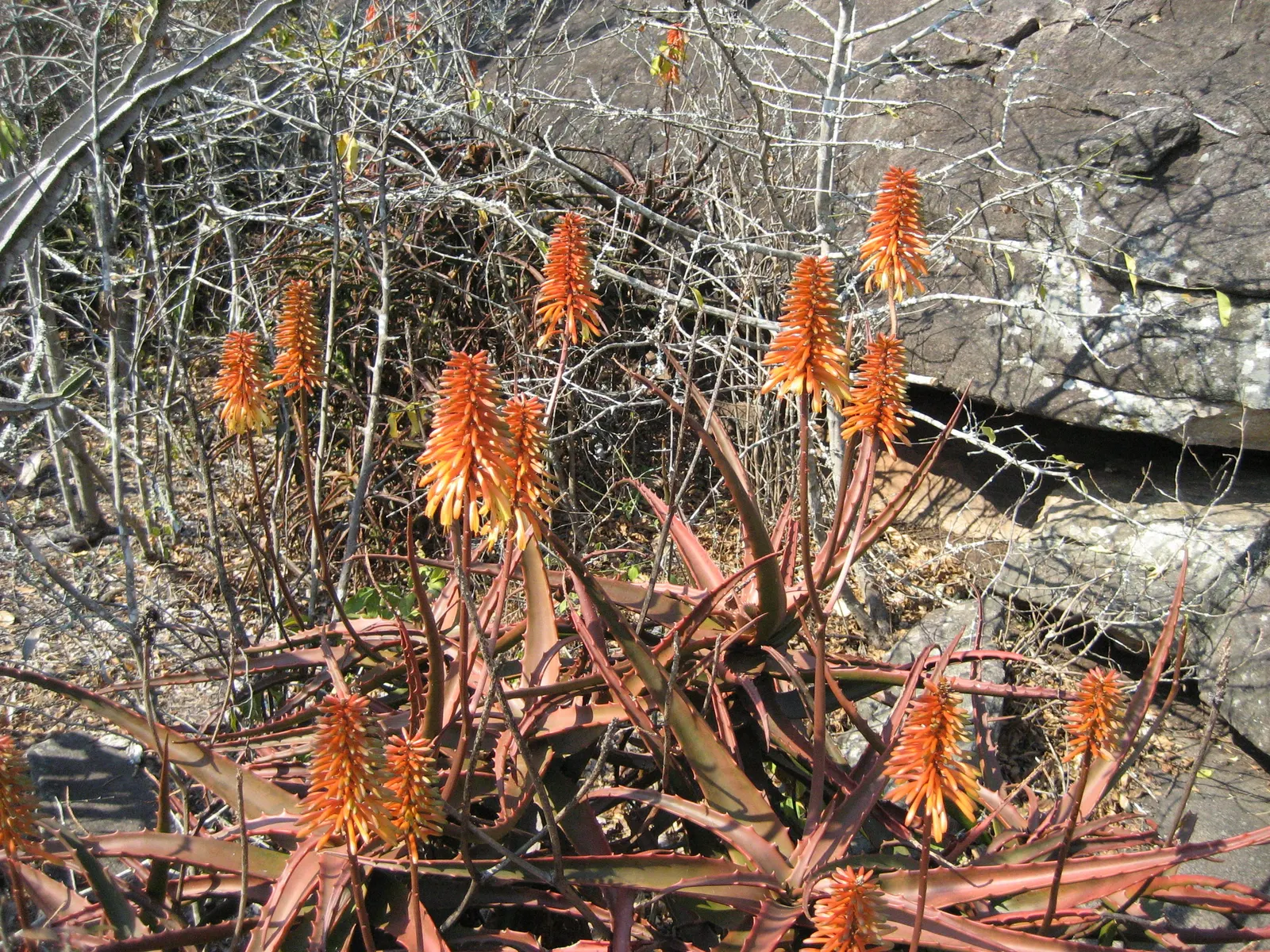 Starfish Aloe (Aloe Cameronii) — shrub / succulent with orange and yellow blooms