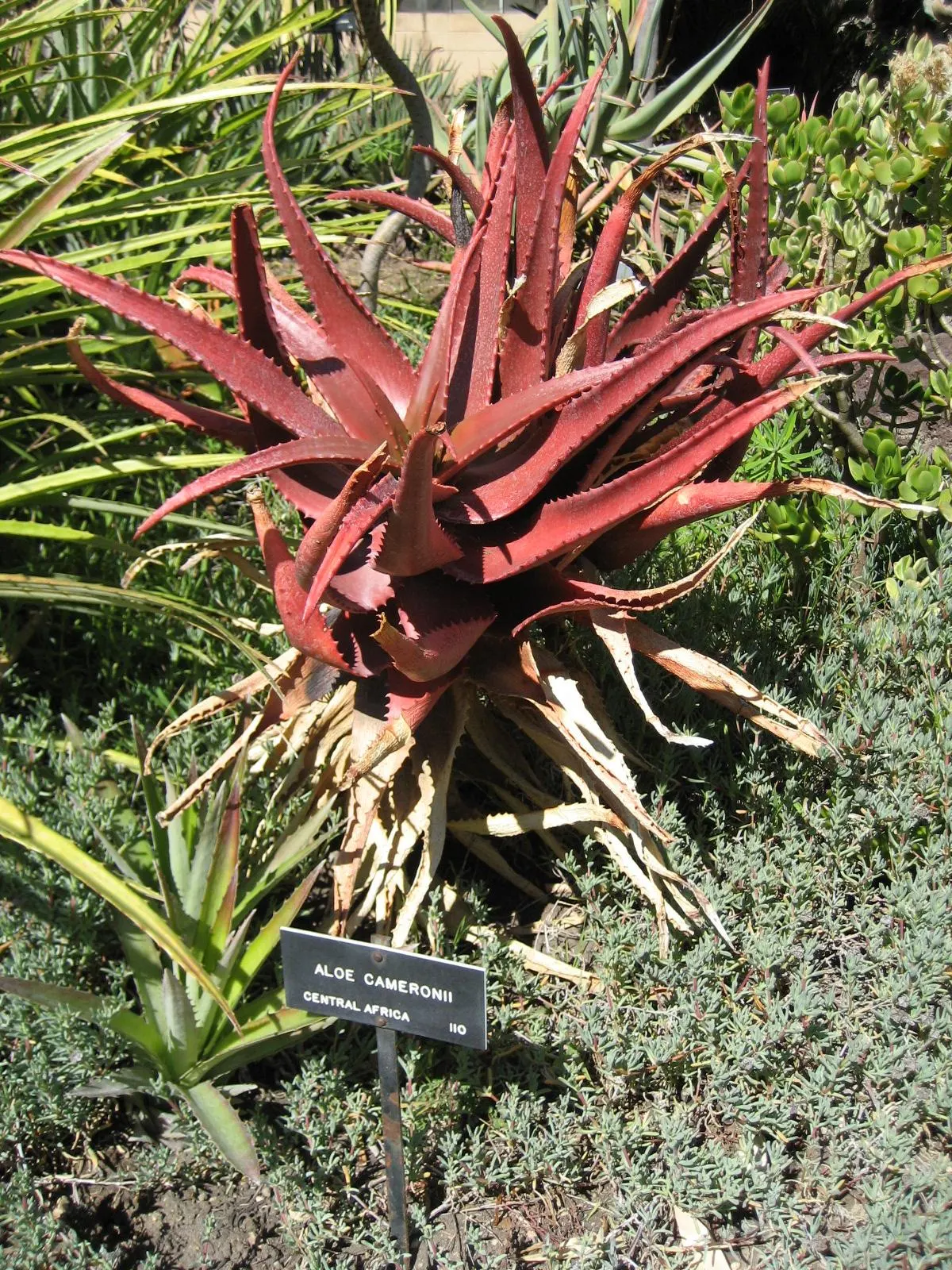 Starfish Aloe (Aloe Cameronii) — this drought-tolerant plant thrives in well-drained soil with minimal watering
