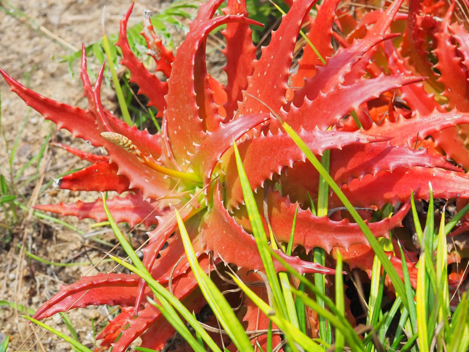 Starfish Aloe (Aloe Cameronii) — and Mediterranean-themed landscapes