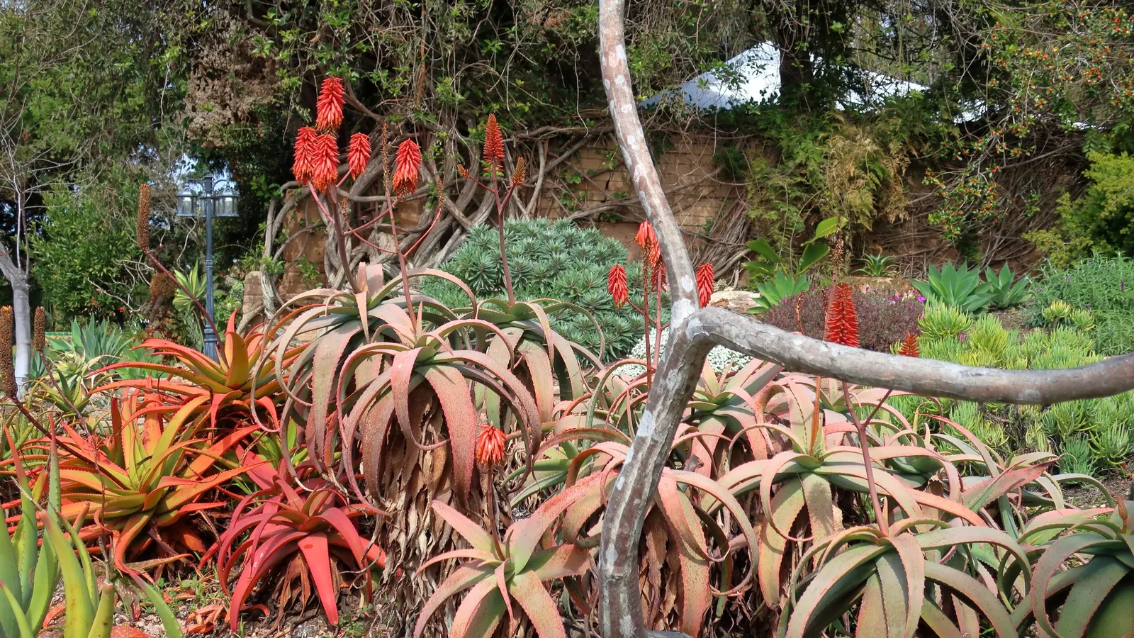 Starfish Aloe (Aloe Cameronii) — ranging in color from orange to deep red