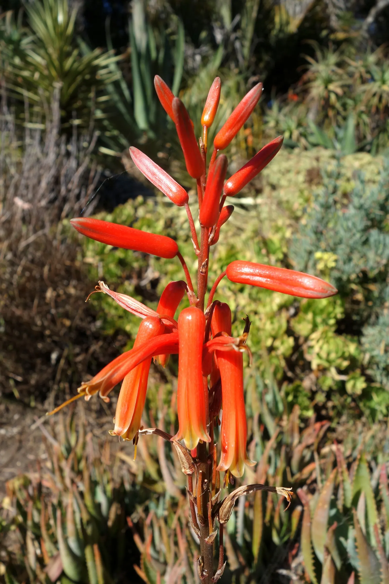 Starfish Aloe (Aloe Cameronii) — Starfish Aloe prefers well-draining soil and thrives in USDA hardiness zones 9 to 11
