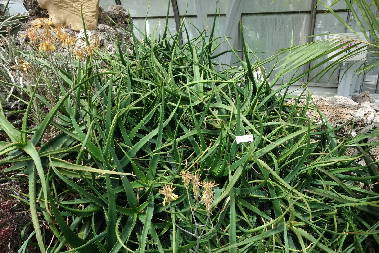 Starfish Aloe (Aloe Cameronii) — with individual leaves growing 12 to 18 inches long