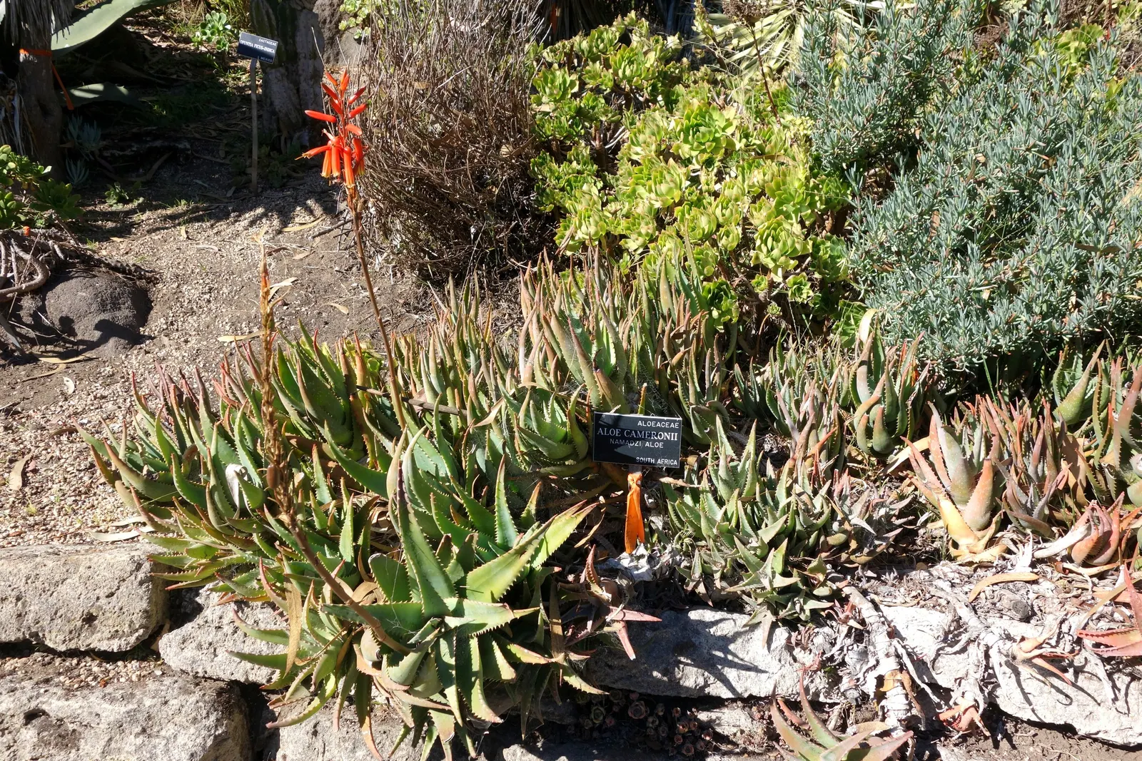 Starfish Aloe (Aloe Cameronii) — It makes a bold accent in xeriscapes