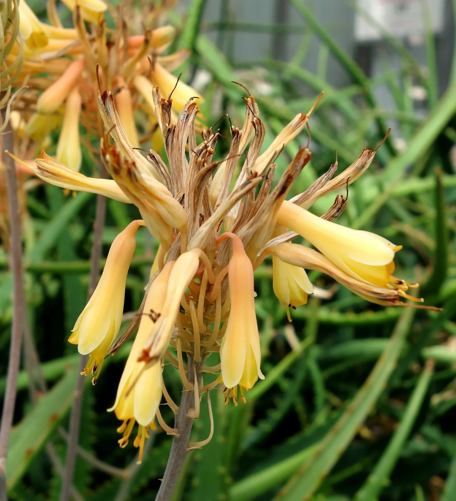 Starfish Aloe (Aloe Cameronii) — Preferring full sun to partial shade