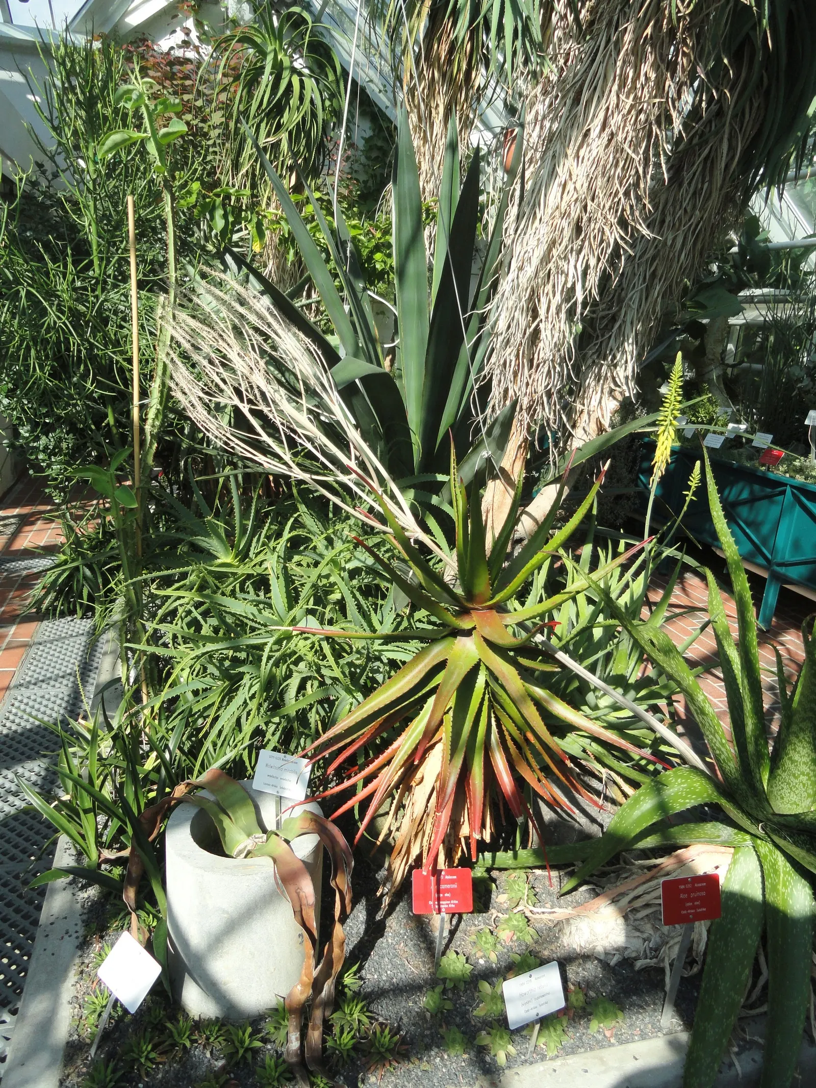 Starfish Aloe (Aloe Cameronii) — is a striking and unique succulent species perfect for creating focal points in water-wise landscape designs