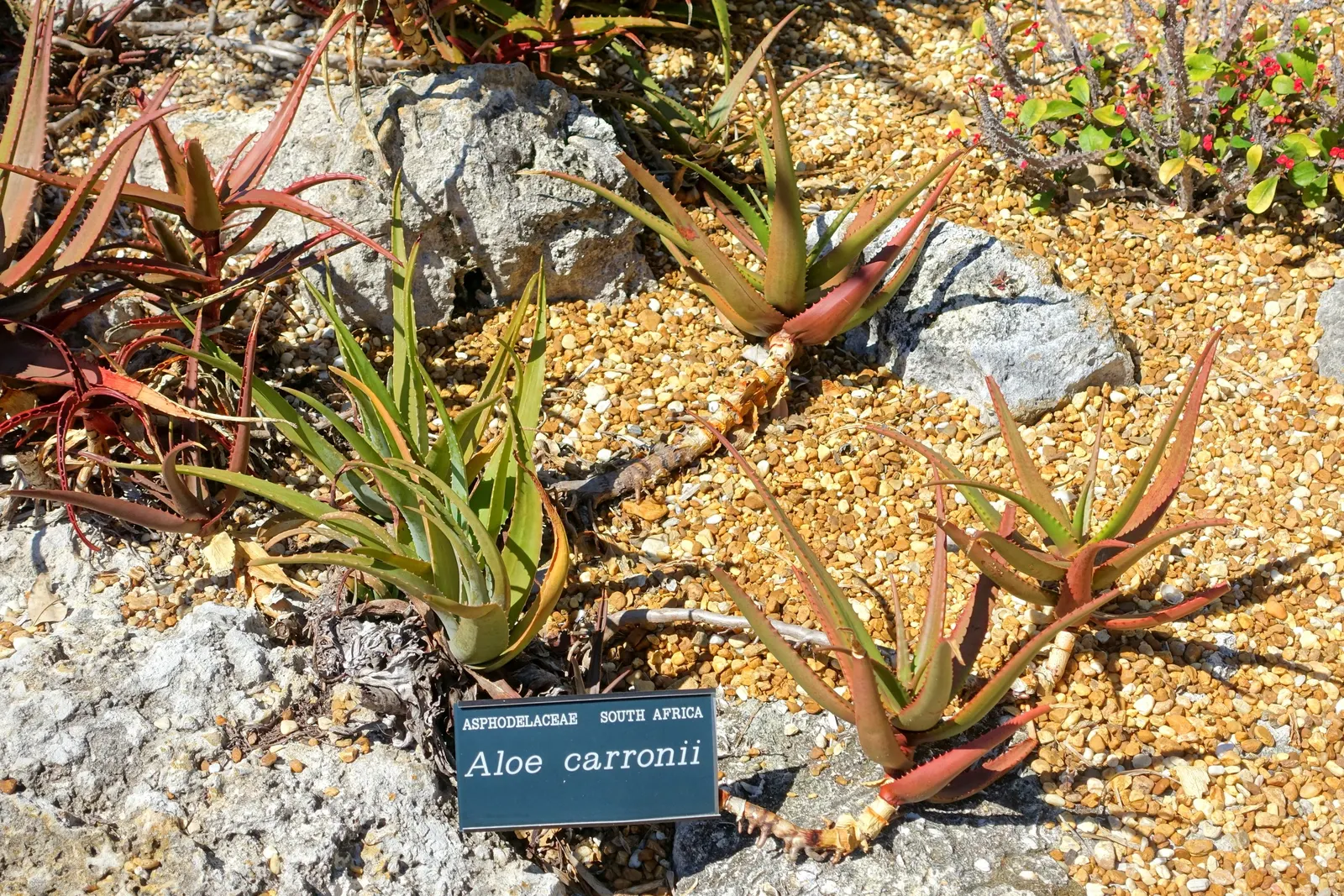 Starfish Aloe (Aloe Cameronii) — tubular flowers that emerge on stalks extending up to 2 feet above the foliage