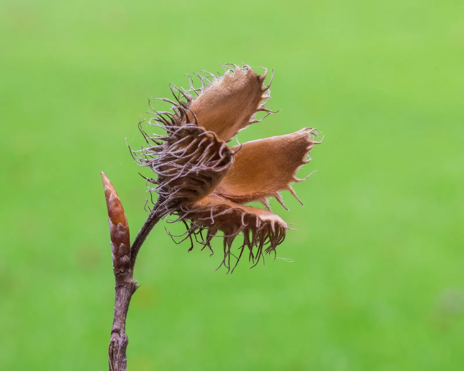European Beech (Fagus Sylvatica) — Hardy in USDA zones 4-7, it thrives in well-drained soil and full sun to part shade; the European Beech (Fagus sylvatica)