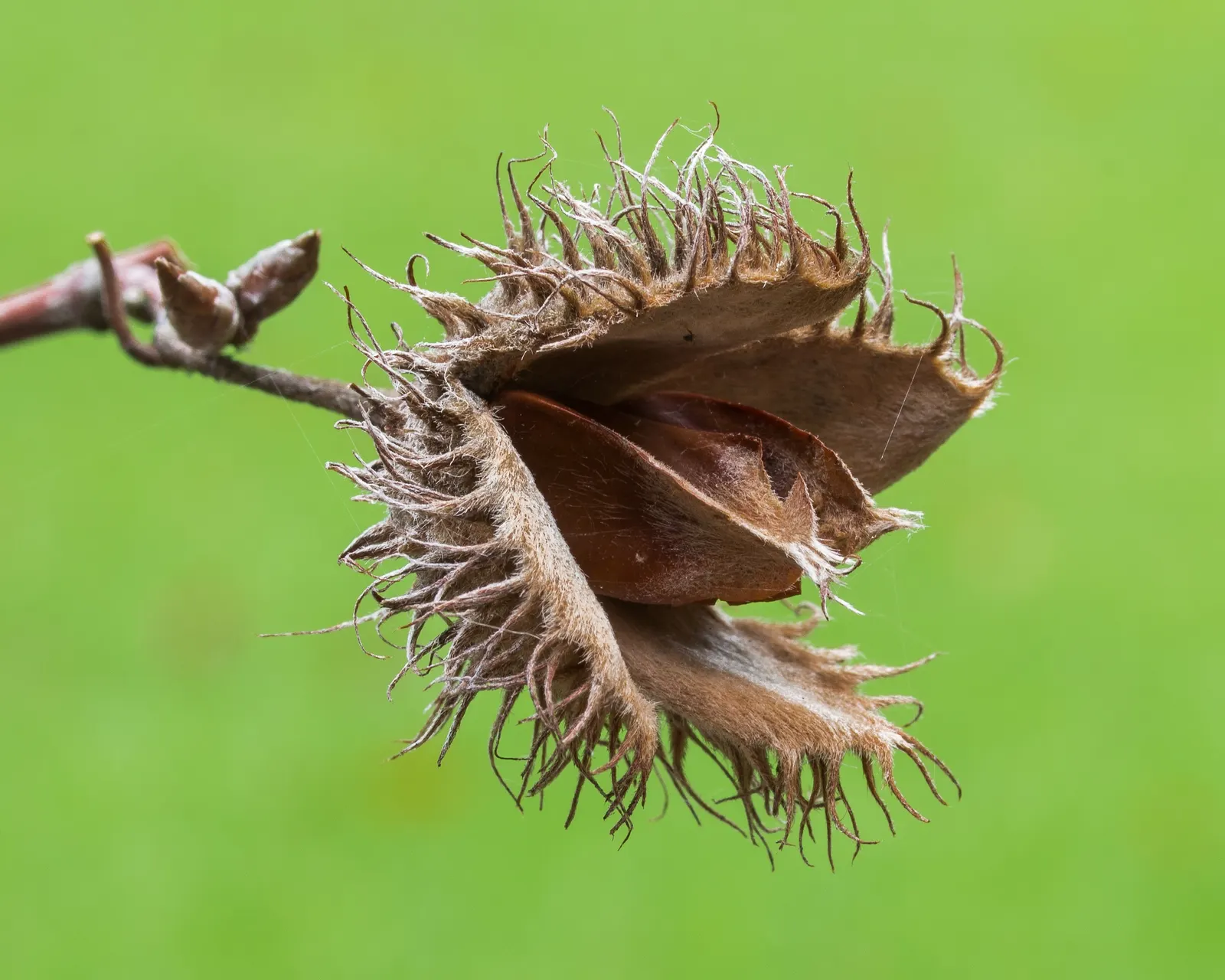 European Beech (Fagus Sylvatica) — ovate leaves that turn a rich copper in autumn; which should be taken into consideration during the planning