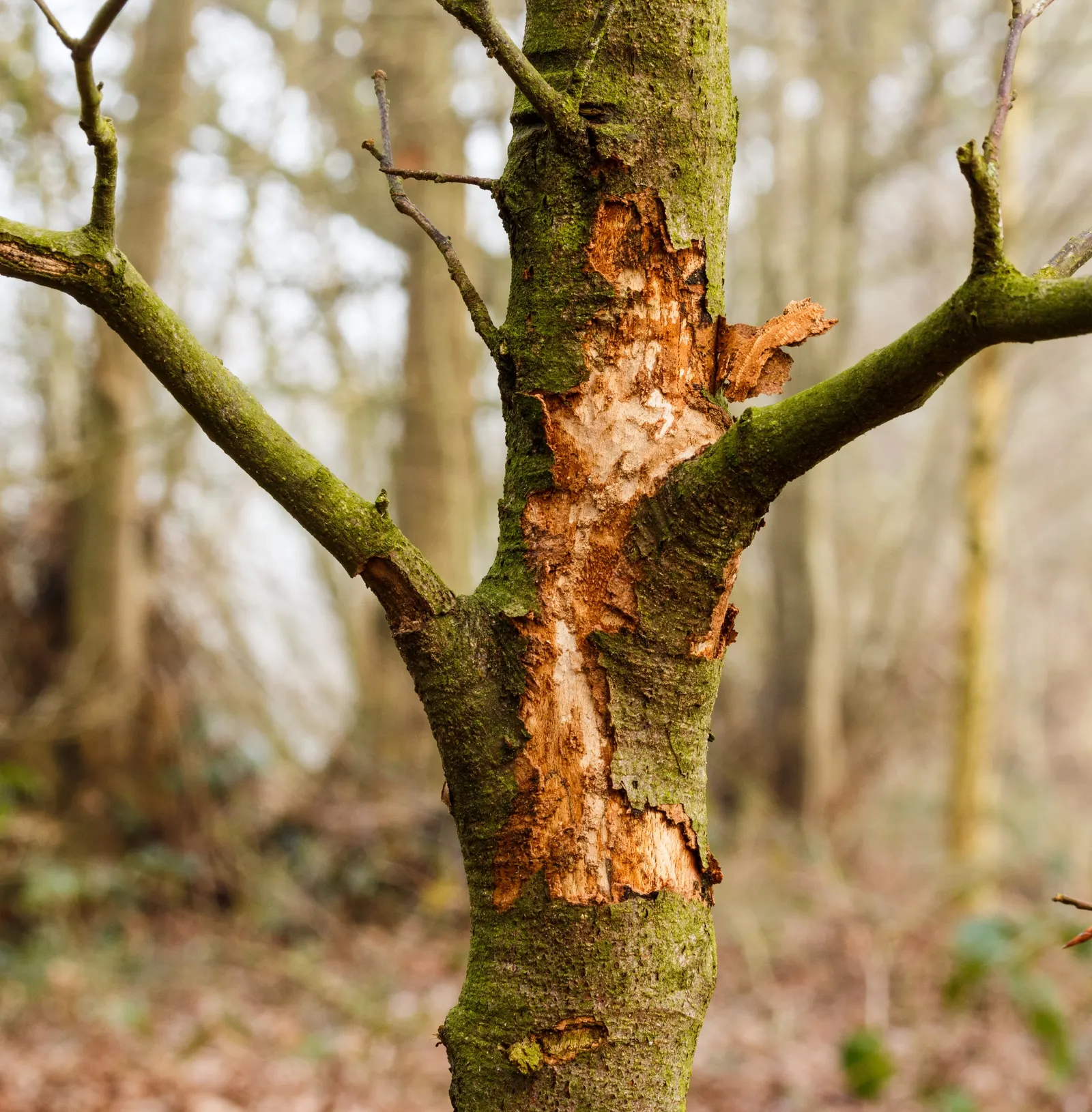 European Beech (Fagus Sylvatica) — A stately choice for large spaces and avenues; allowing it to provide substantial shade, image 81
