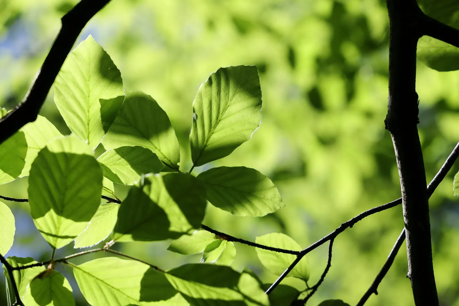 European Beech (Fagus Sylvatica) — allowing it to provide substantial shade; but it is important to ensure it has adequate space to grow both above, image 64