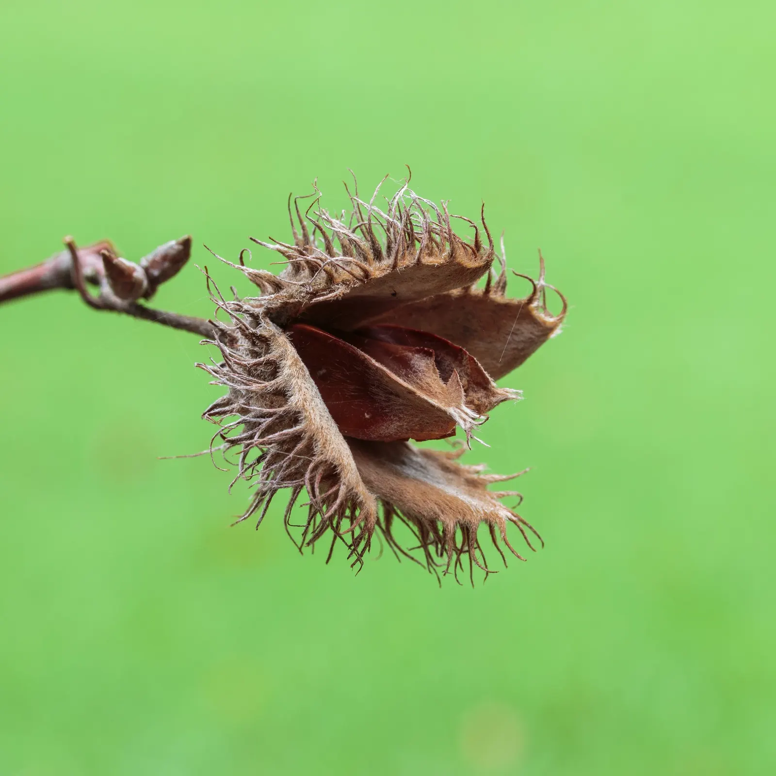 European Beech (Fagus Sylvatica) — adding about 12 to 24 inches per year; it has a growth rate considered moderate, image 67