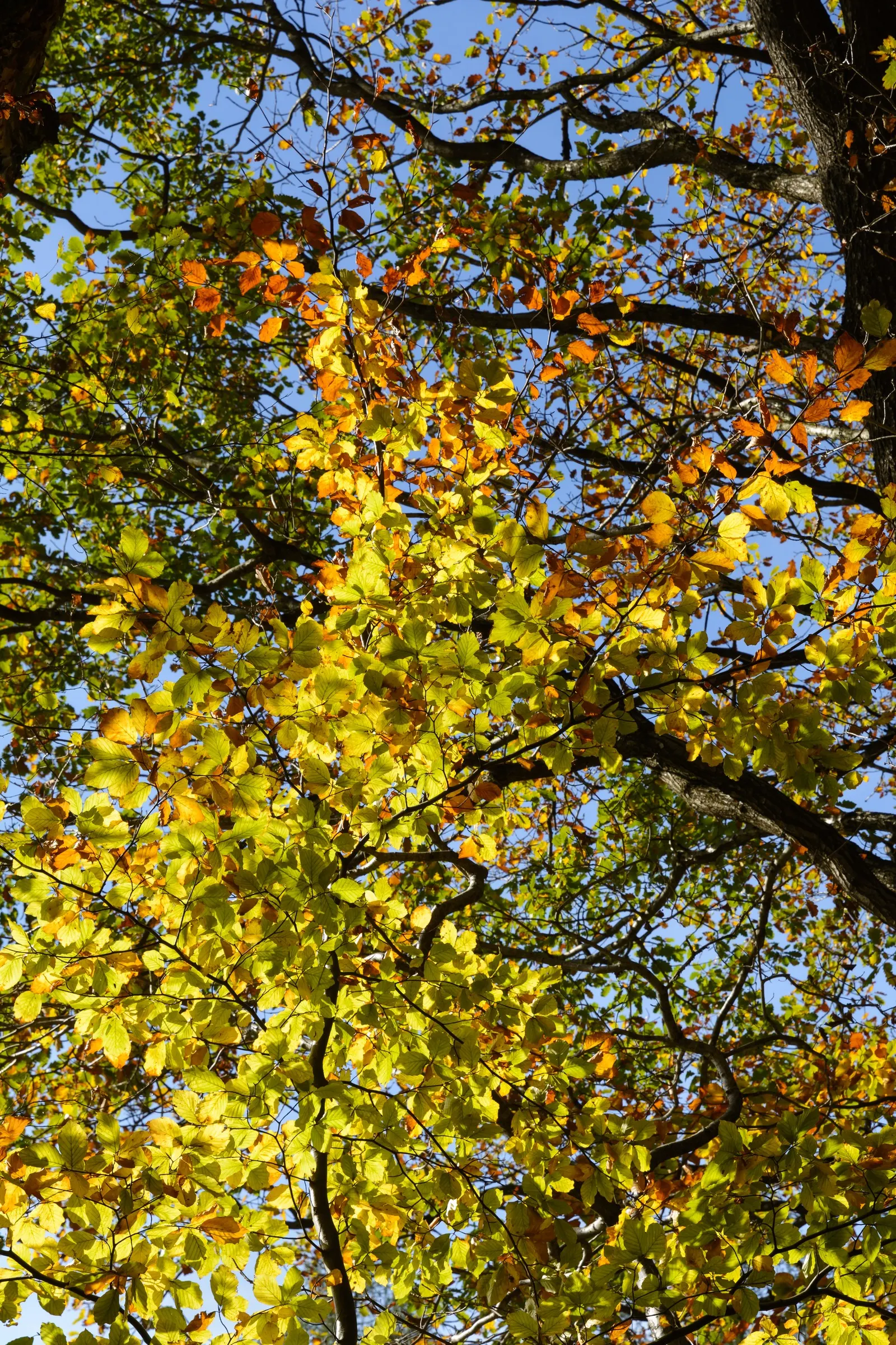 European Beech (Fagus Sylvatica) — ovate leaves spanning approximately 2 to 4 inches in length; adding about 12 to 24 inches per year, image 60