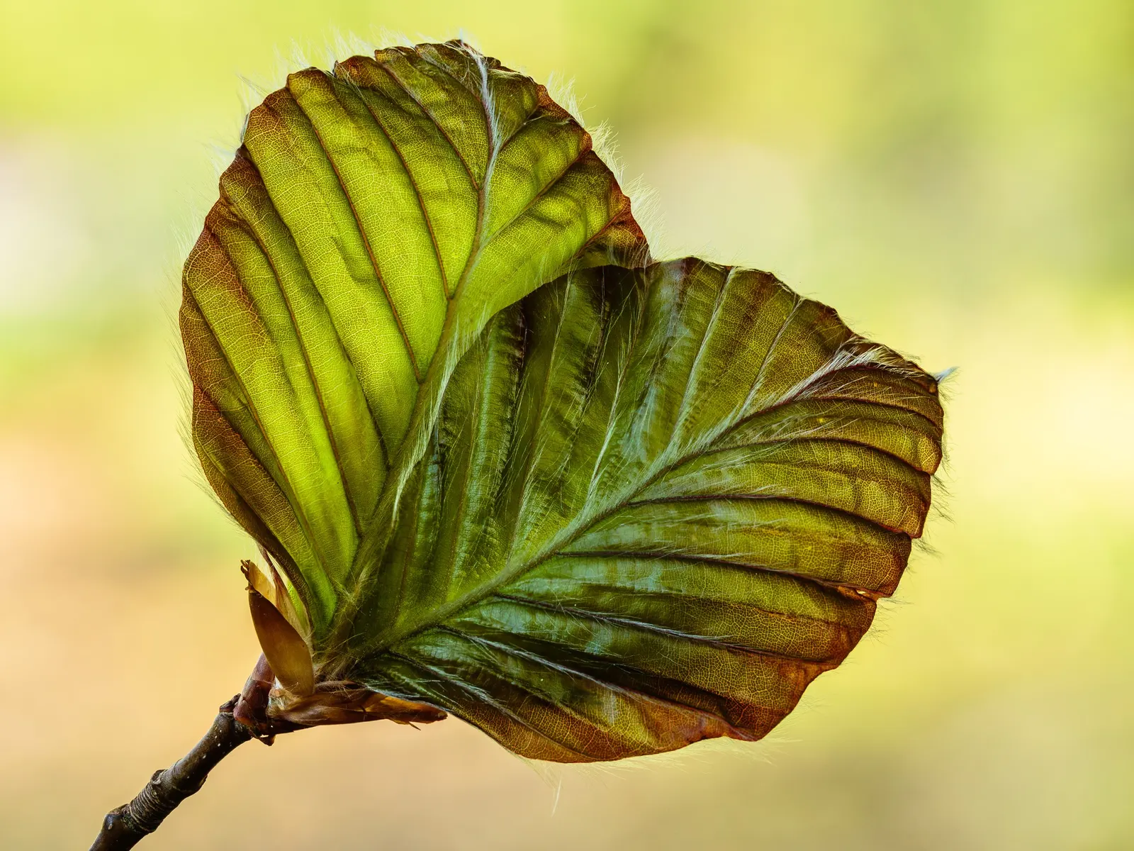 European Beech (Fagus Sylvatica) — silvery-gray bark and lush