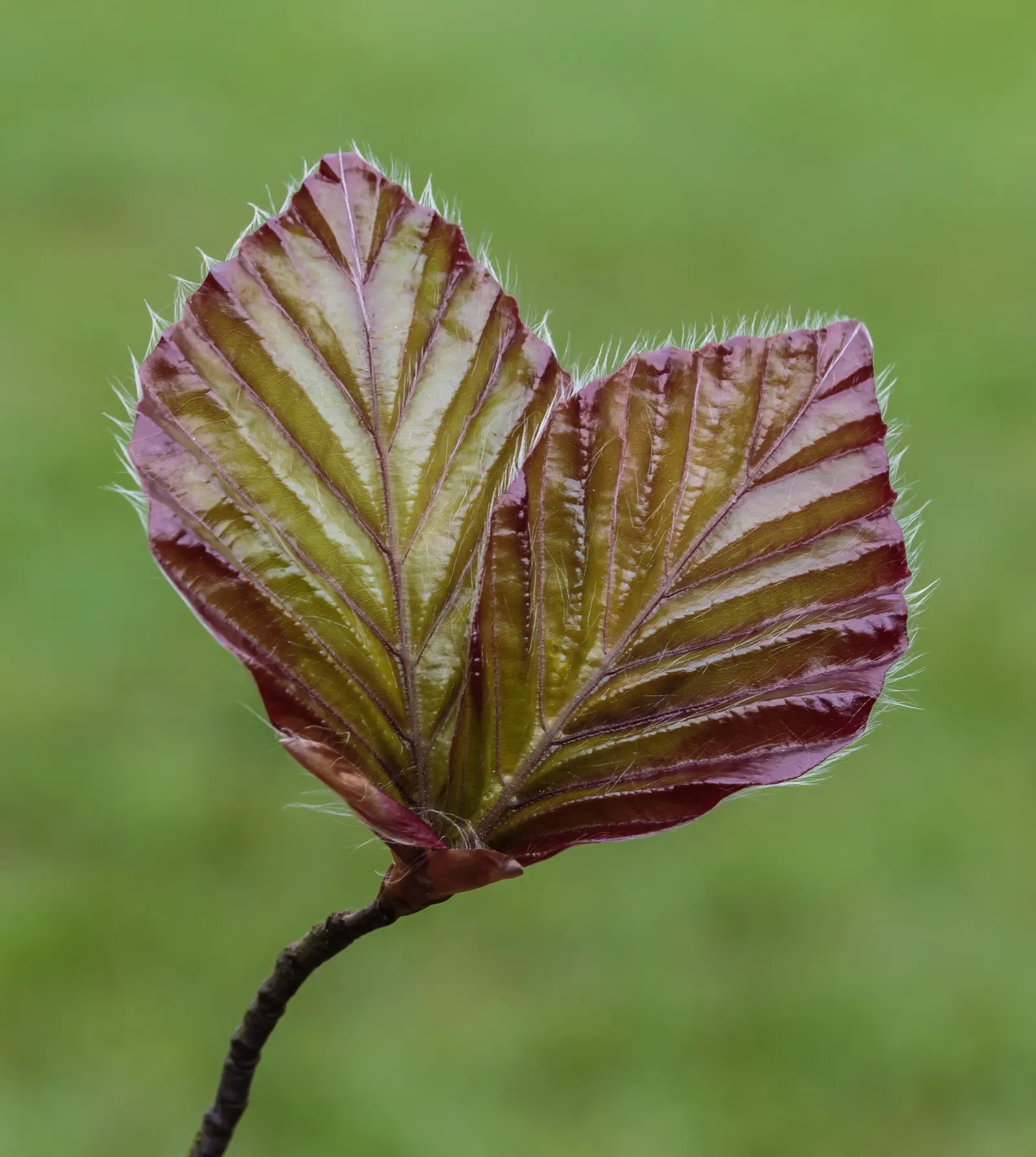 European Beech (Fagus Sylvatica) — appreciated for its smooth; which matures to a deep emerald through the summer months, image 77