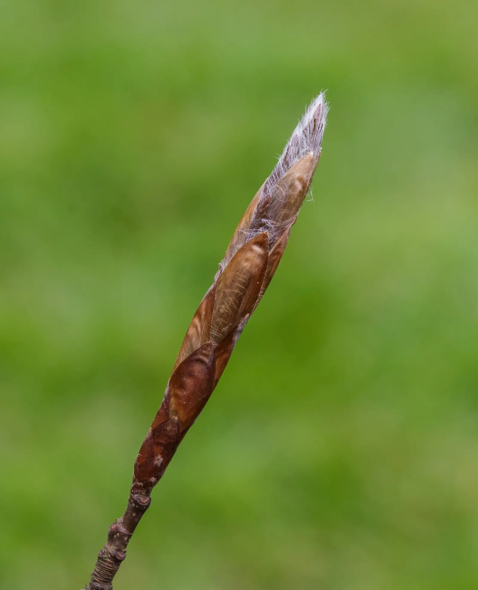 European Beech (Fagus Sylvatica) — ovate leaves that turn a rich copper in autumn; which should be taken into consideration during the planning, image 78