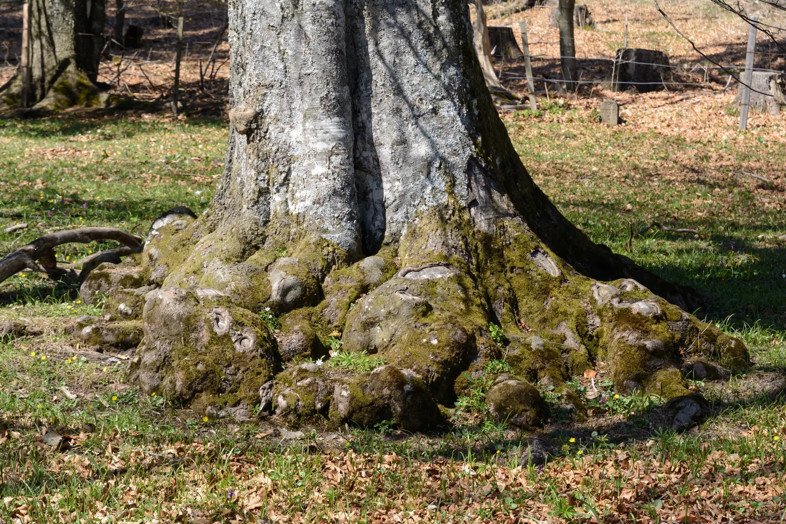 European Beech (Fagus Sylvatica) — Reaching up to 60 feet tall with a canopy spread of 35-45 feet, it creates dense shade; tree for full or half, image 79