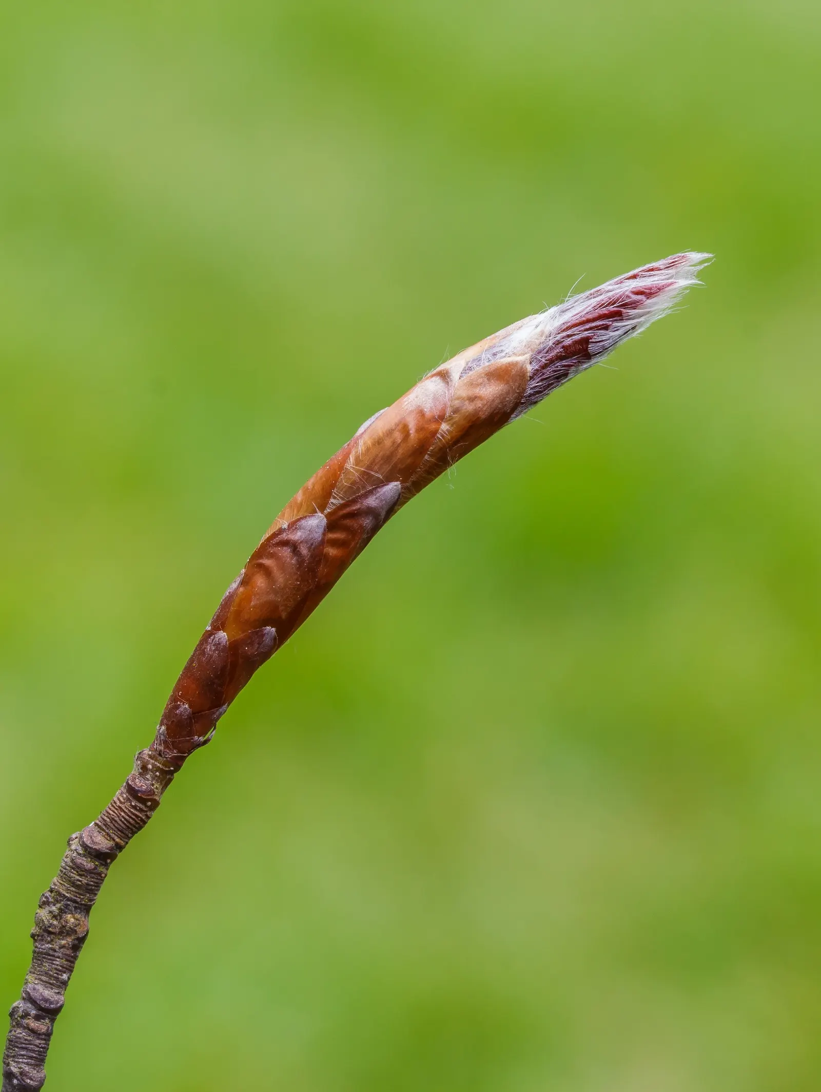 European Beech (Fagus Sylvatica) — year-round elegance for any landscape setting; the European Beech thrives in well-drained, fertile soil and, image 74