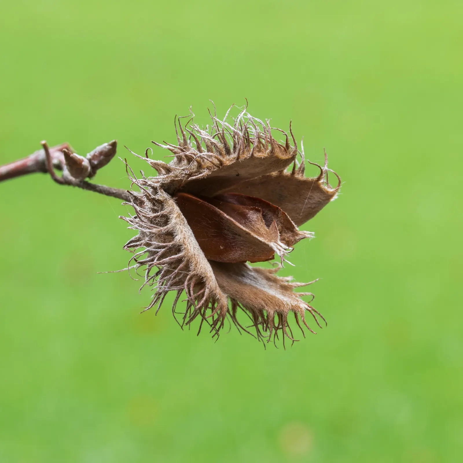 European Beech (Fagus Sylvatica) — The European Beech thrives in well-drained, fertile soil and prefers full sun to partial shade; appreciated for, image 65