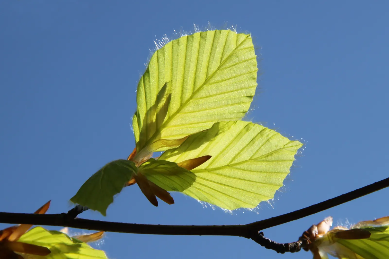 European Beech (Fagus Sylvatica) — It has a growth rate considered moderate; silvery-gray bark and lush, image 66