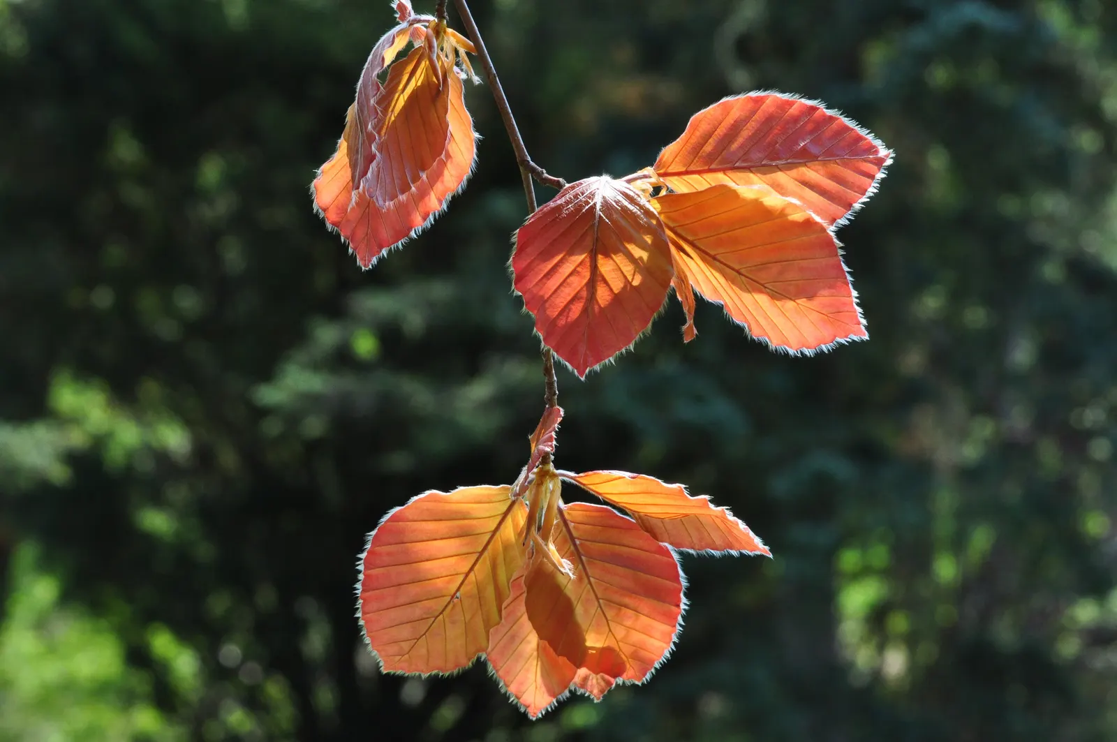 European Beech (Fagus Sylvatica) — the European Beech requires minimal maintenance once established; hardy in USDA zones 4-7, it thrives in, image 69