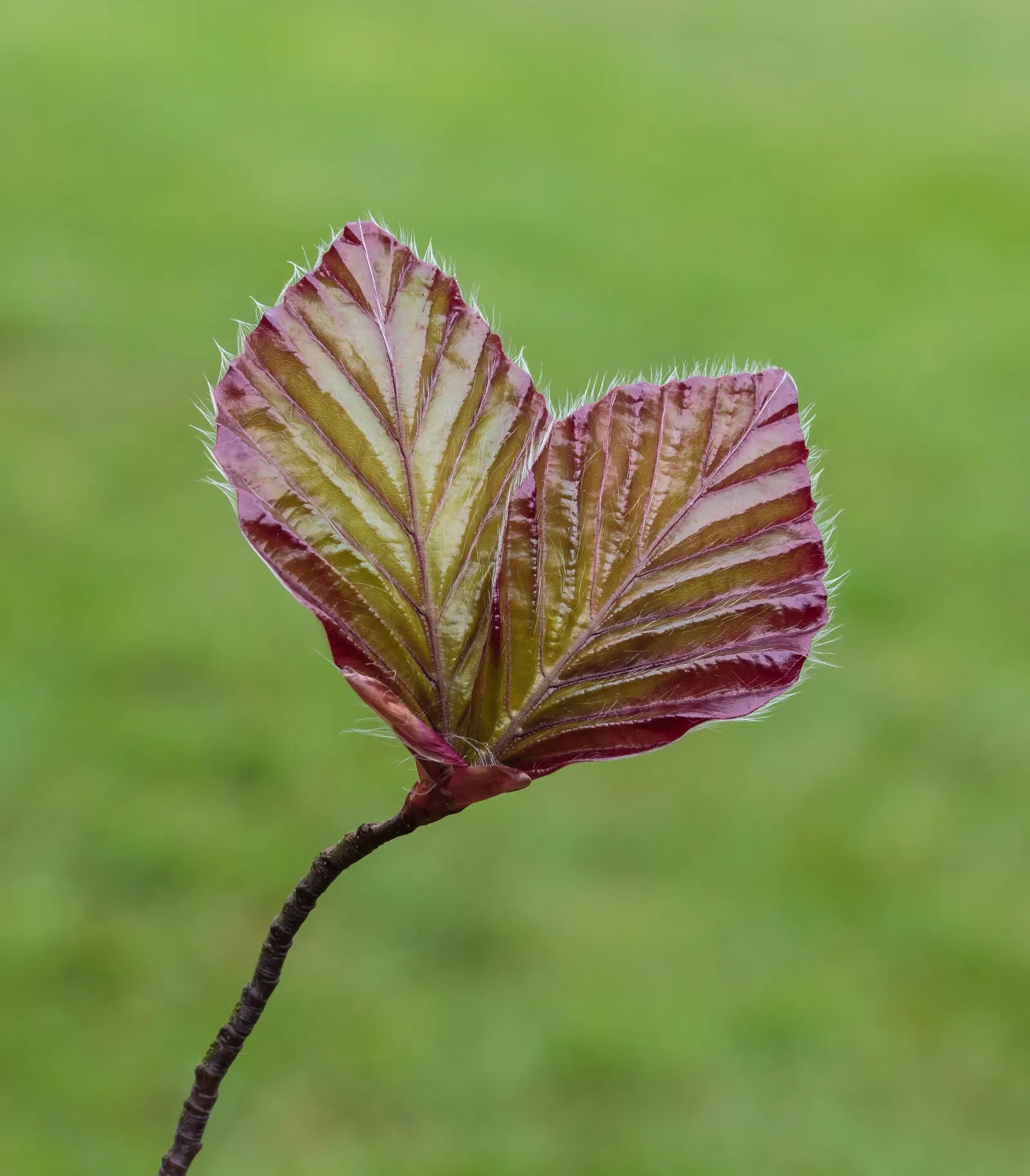 European Beech (Fagus Sylvatica) — with a spread of about 35 to 45 feet, image 63