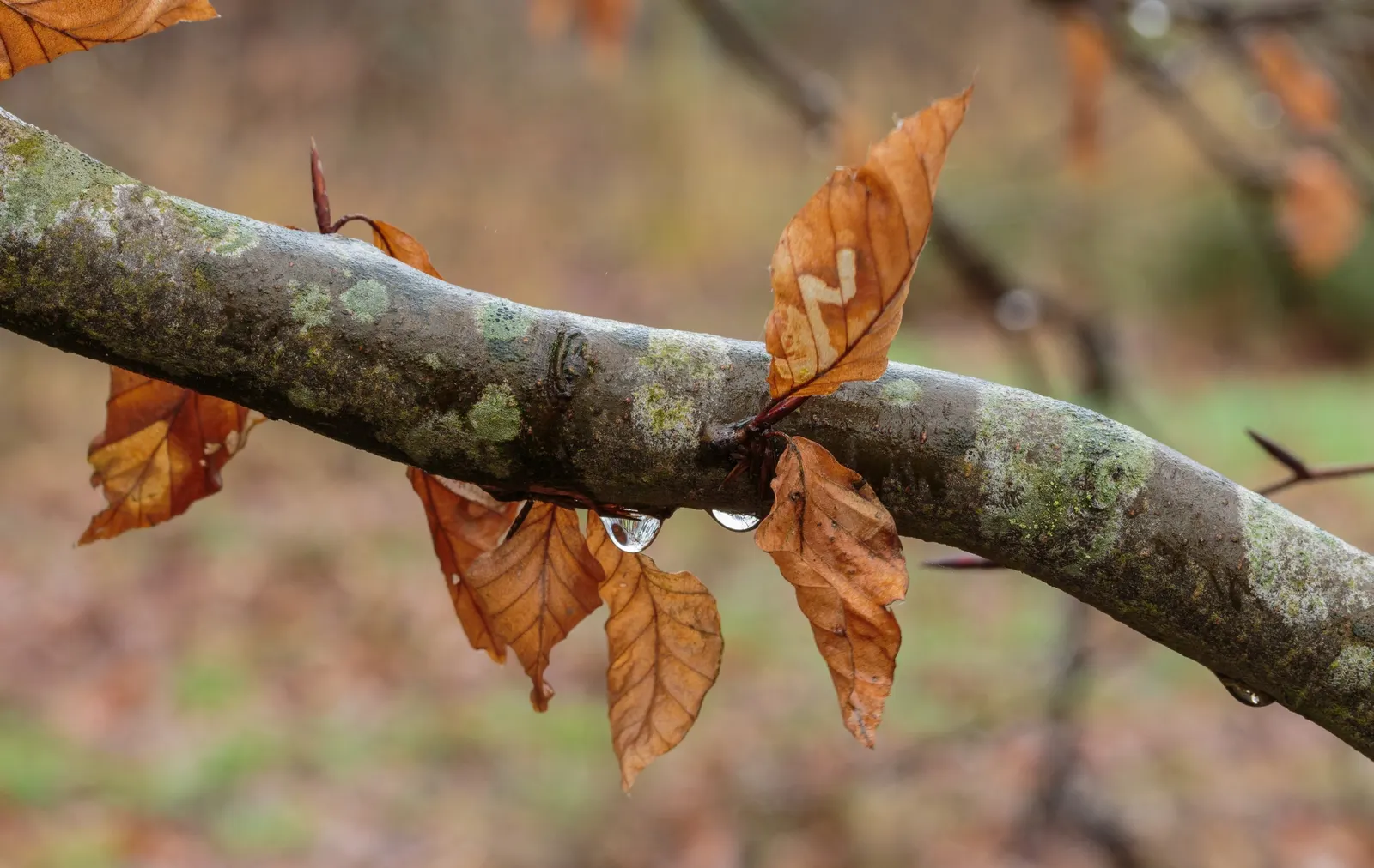 European Beech (Fagus Sylvatica) — which should be taken into consideration during the planning phases.<br><br>For the longevity of its life; but, image 68